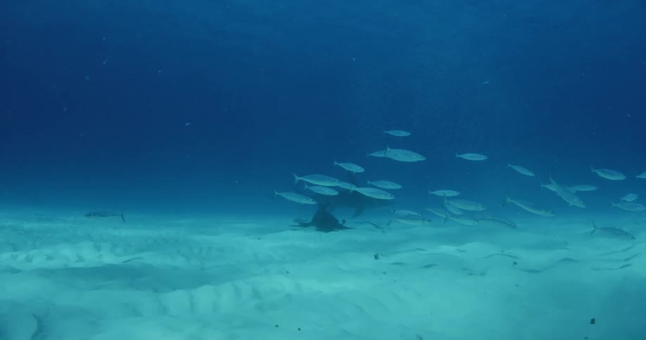 A school of white fish pass by in the dark waters