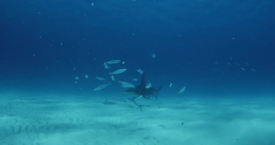A school of white fish swim before a shark