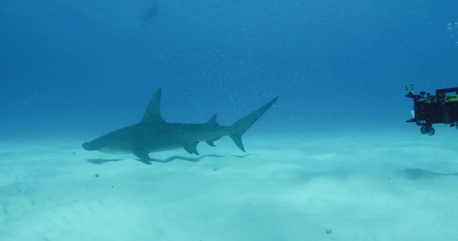 A diver holding a camera and filming a shark under water as it swims by