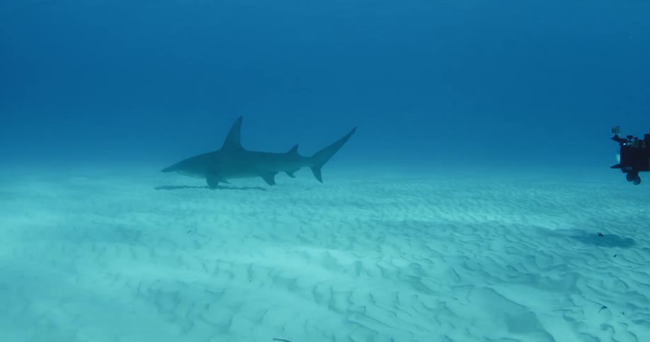 A scuba diver filming a shark on the ocean floor