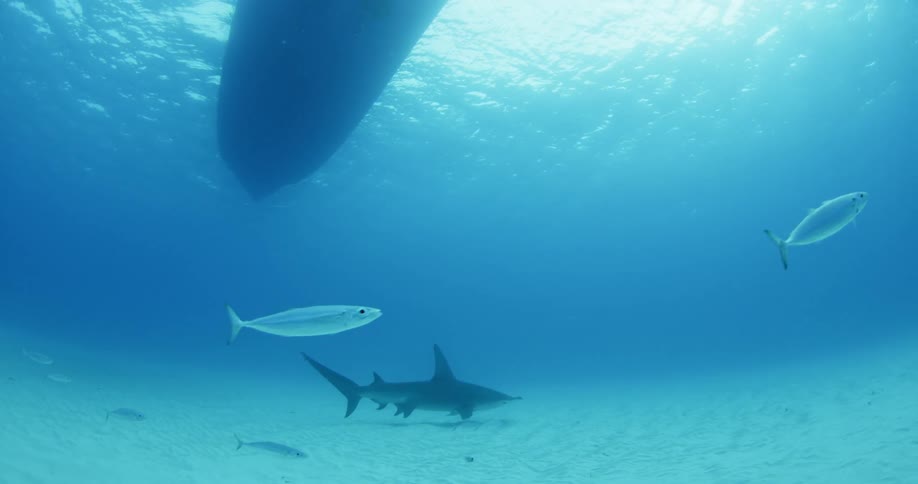 A shark and fish swim beneath a boat