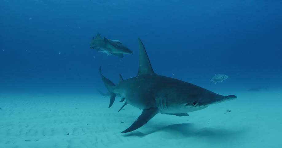 Three sharks are swimming in the ocean during daylight