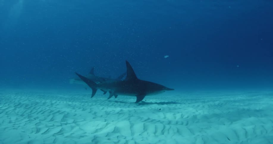 Sharks swim near the sandy ocean floor
