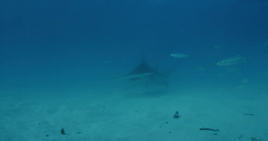 A hammerhead shark swims past fish in the water