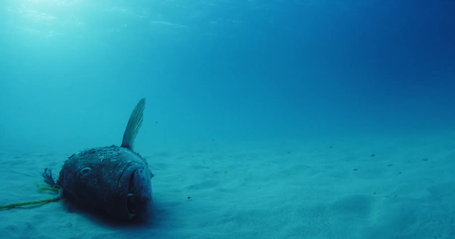 A dead carp is laying on the floor of the ocean