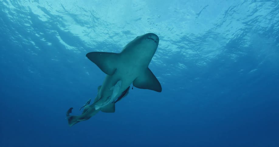 A shark is swimming near the ocean surface