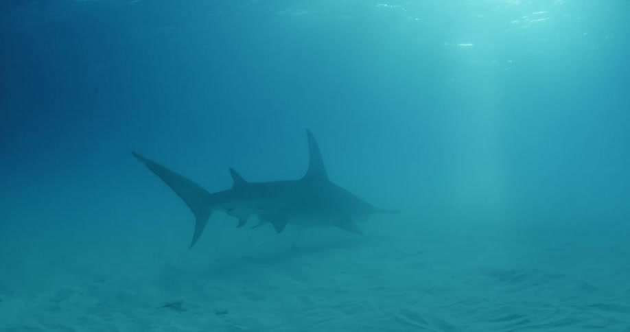 A large shark dives towards the sand underwater moving along