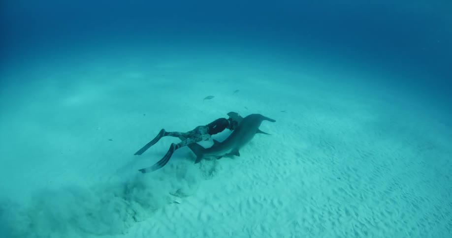 A diver swims with a hammerhead shark near the sandy seabed