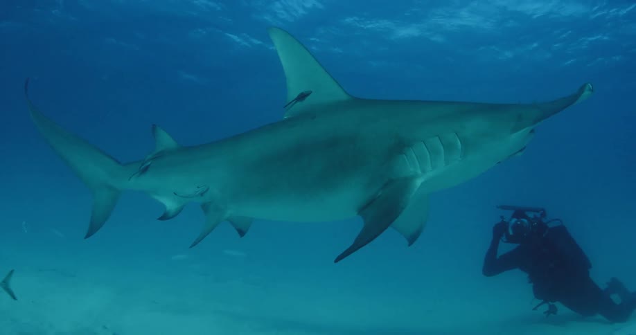 A diver films a shark swimming in the ocean