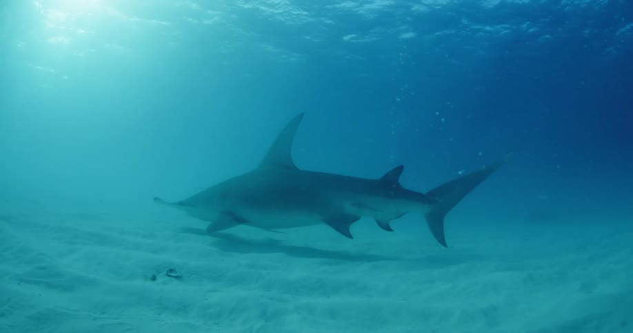 A hammerhead shark swims at the bottom of the ocean