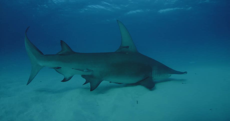 A hammerhead shark with small fish attached to its body swims past