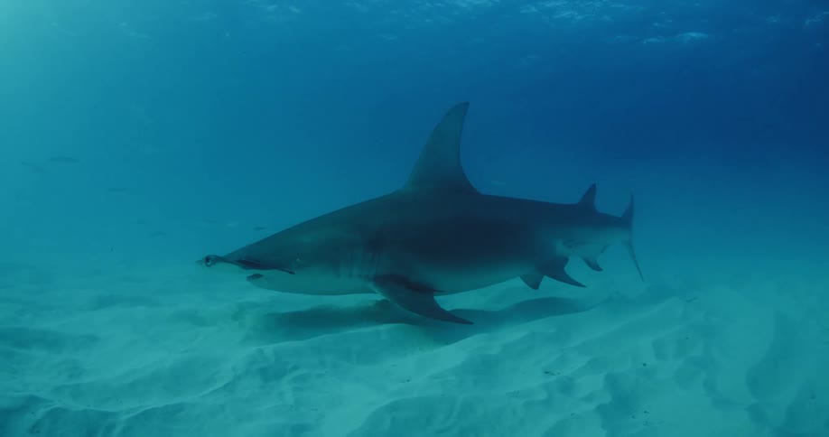 A hammerhead shark swims near a sandy ocean floor