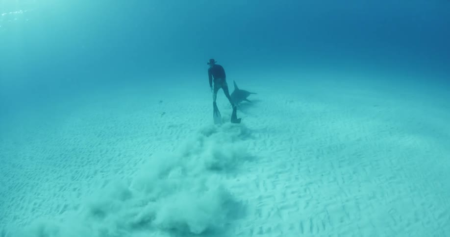 A scuba diver rides on the fin of a hammerhead shark