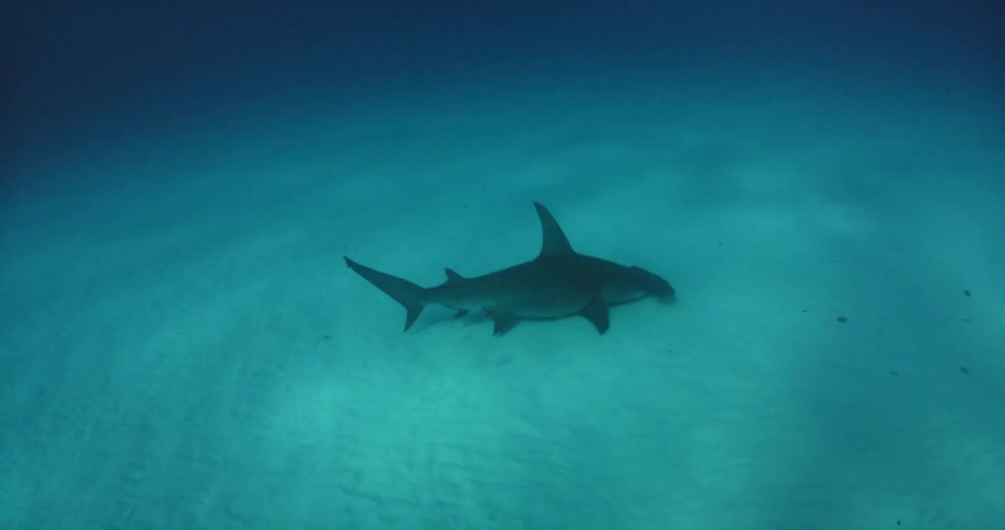 A shark swims at the bottom of the ocean