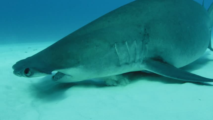 A close up of a shark swimming near the very bottom of the ocean