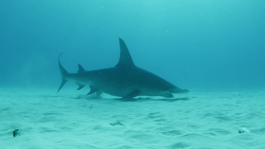A large shark swimming on the bottom of the ocean