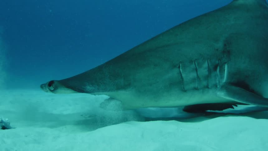 A large hammerhead shark swims close to the sand underwater