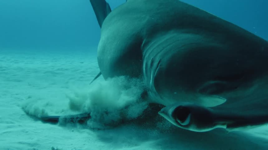 A hammerhead shark is swimming near the bottom of the ocean and it is a close up view