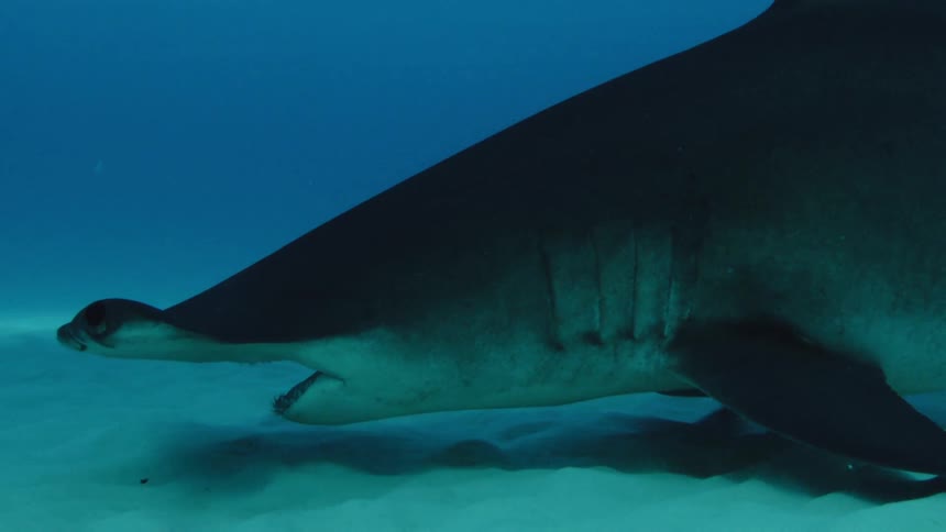 A hammerhead shark swims near the sandy ocean floor