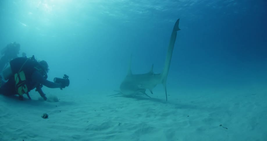 Diver taking a picture of a shark underwater