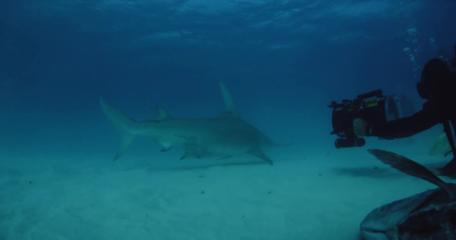 A diver films a shark swimming in wide circles