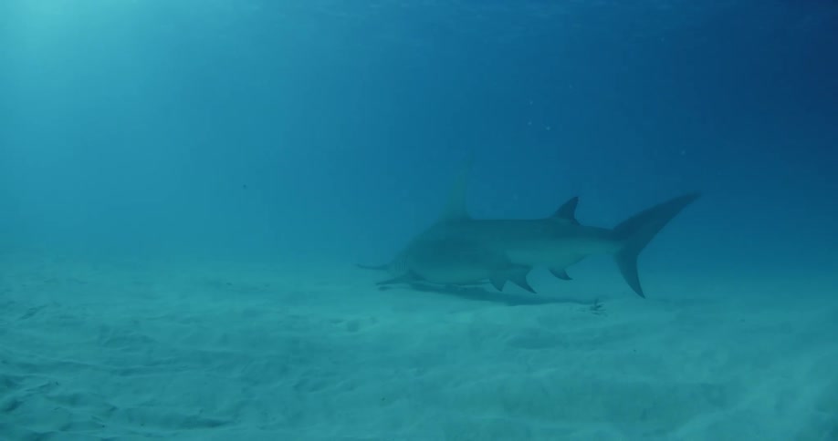 Hammerhead shark swimming close to the bottom