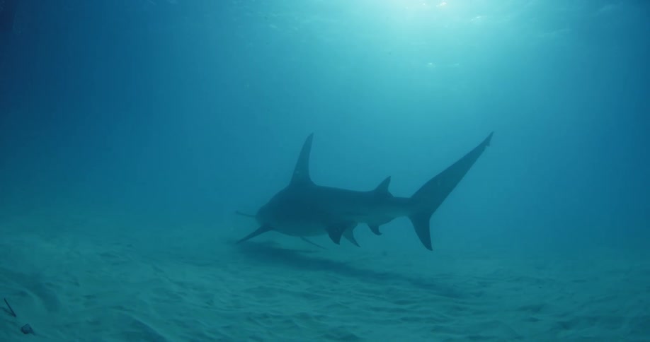Shark swimming low to the ocean floor