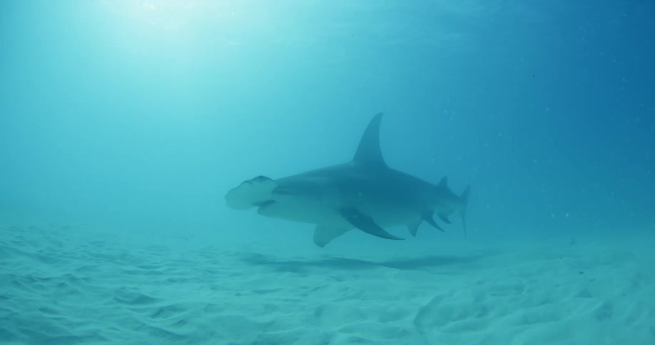 A hammerhead shark swims along the sandy bottom