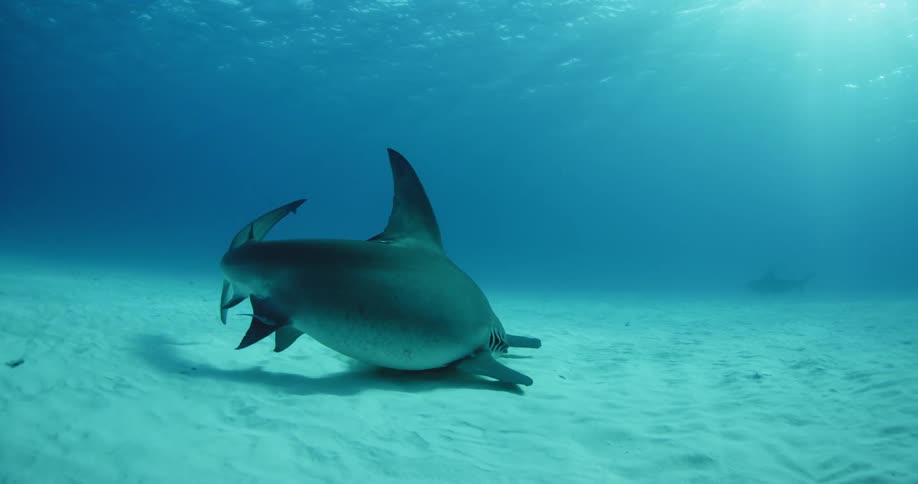 A hammerhead shark swims along a sandy ocean floor