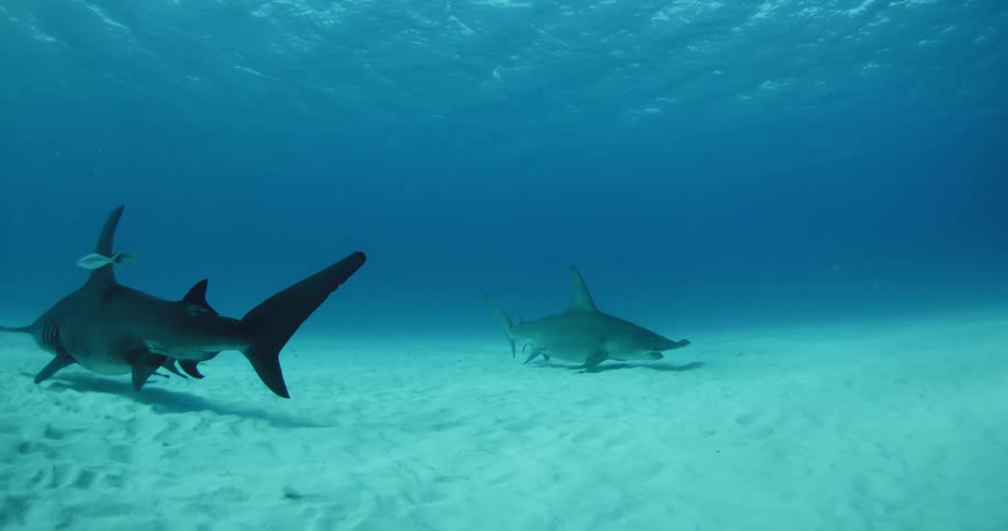 A little fish hides on a sharks fin