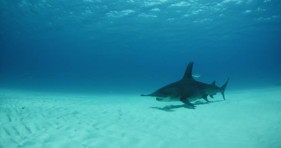 Shark swimming low to the ocean floor