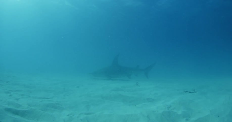 A shark swims along a sandy ocean floor