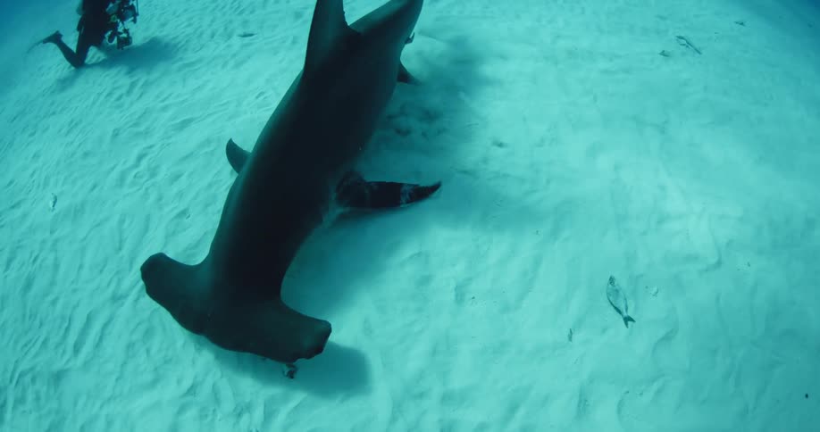 A hammerhead shark swims along a sandy seabed