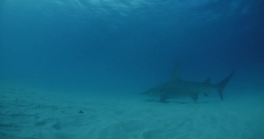 A large shark swims in the murky water by the sand