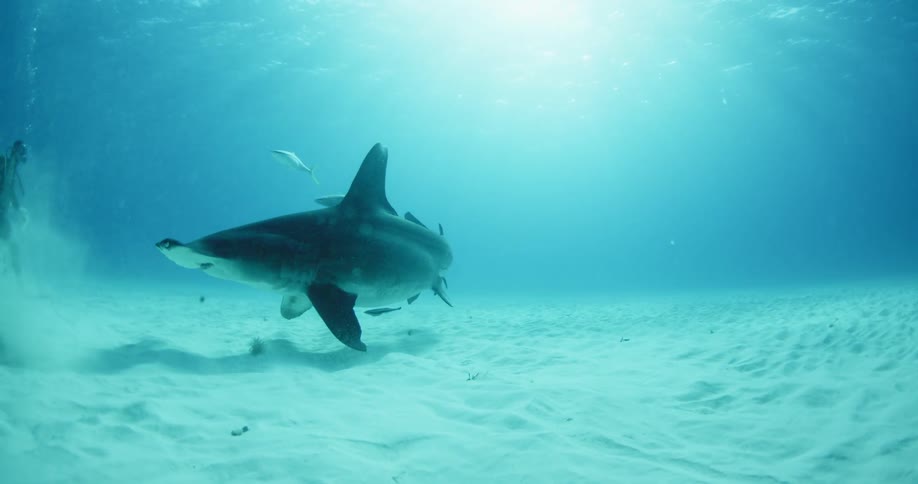 Hammerhead shark swimming and turning towards a scuba diver