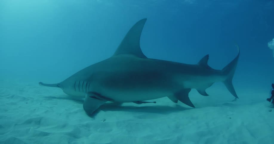 A diver films a hammerhead shark swimming near the ocean floor