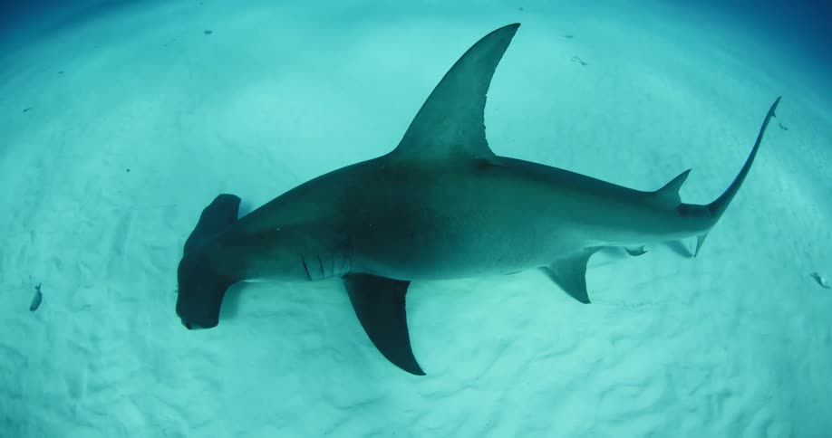 A hammerhead shark swims at the bottom of the ocean
