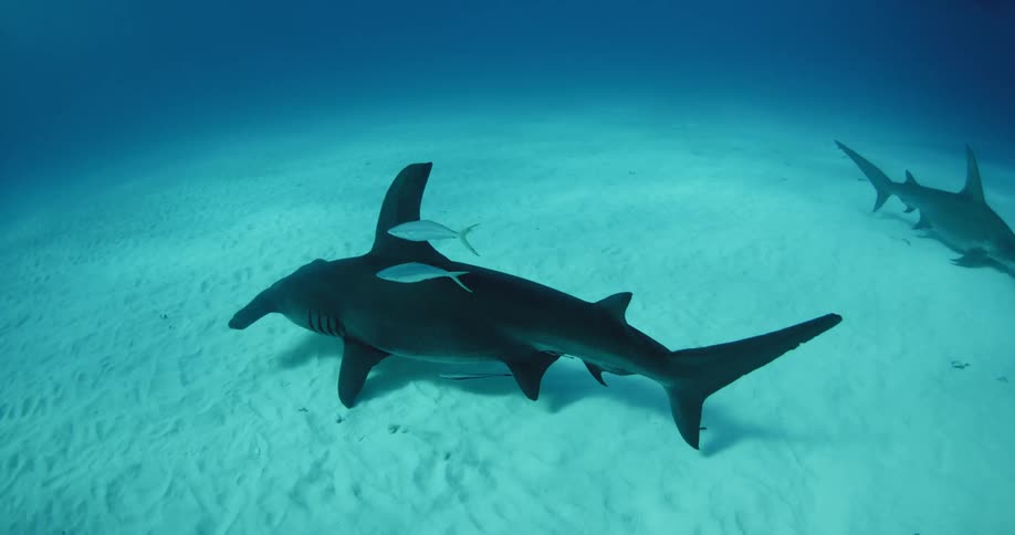 Hammerhead sharks swim near the ocean floor