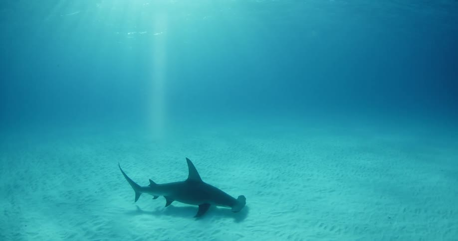 A hammerhead shark swims near the sandy ocean floor as sunlight shines above