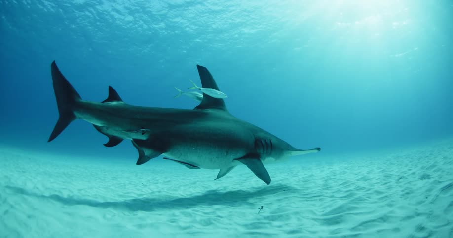 Shark swimming low to the ocean floor