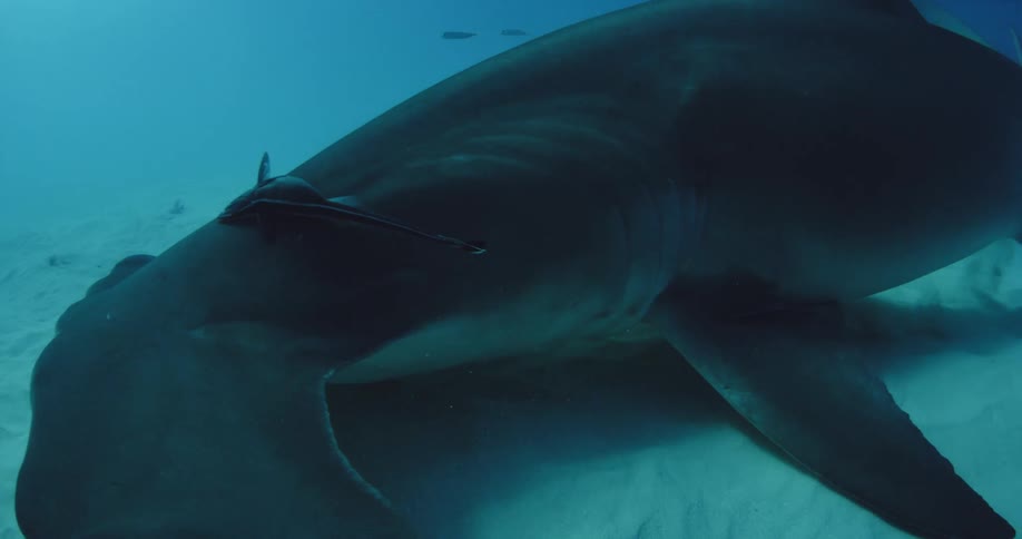 Two sharks are swimming on the bottom of the ocean
