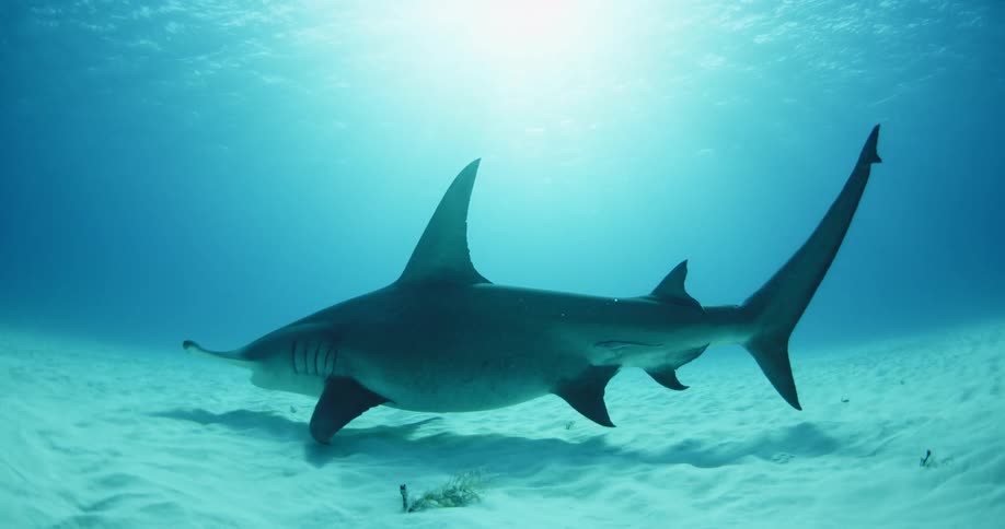 A shark swimming slowly near the bottom as the sun rays glare down