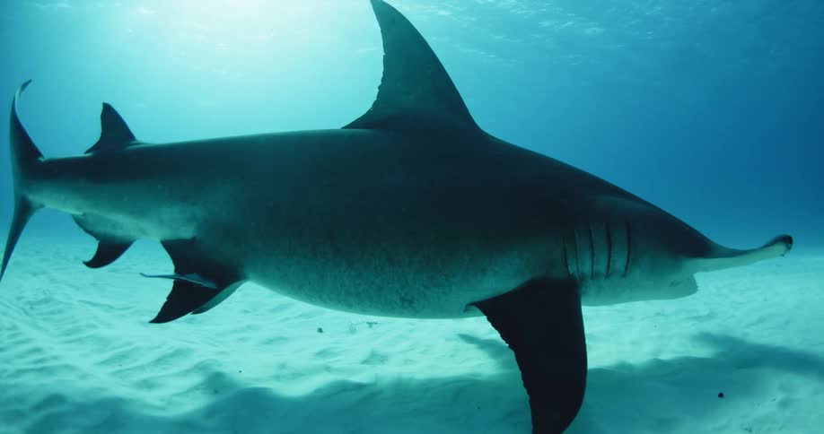 Diver looking at a shark and shark swimming underwater