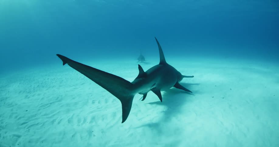 A hammerhead shark swims along the sand underwater on a bright day