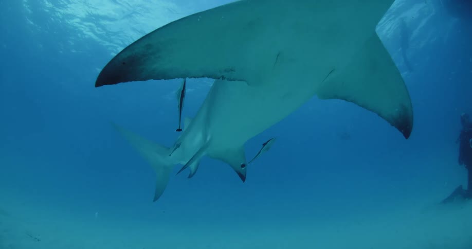 A hammerhead shark swims in the ocean