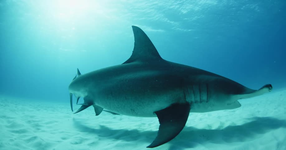 A hammerhead sharks swims along the ocean floor as sunlight shines above