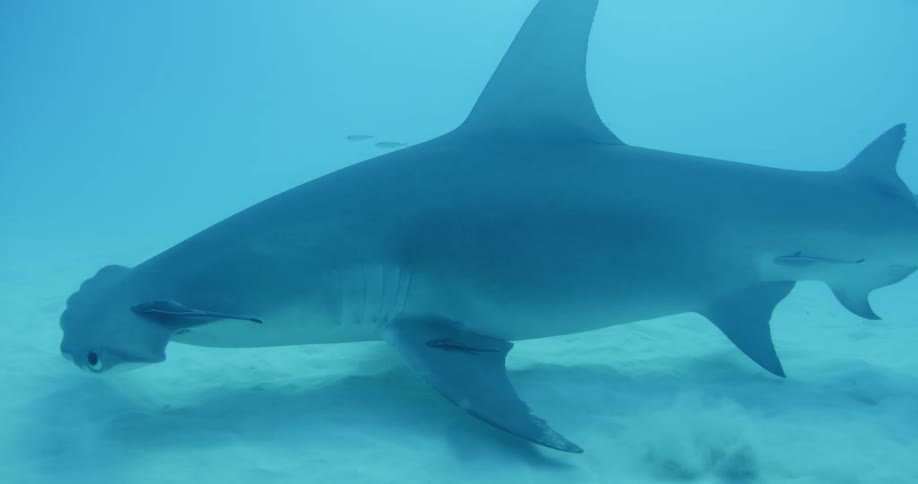 A hammerhead shark glides along the sand underwater