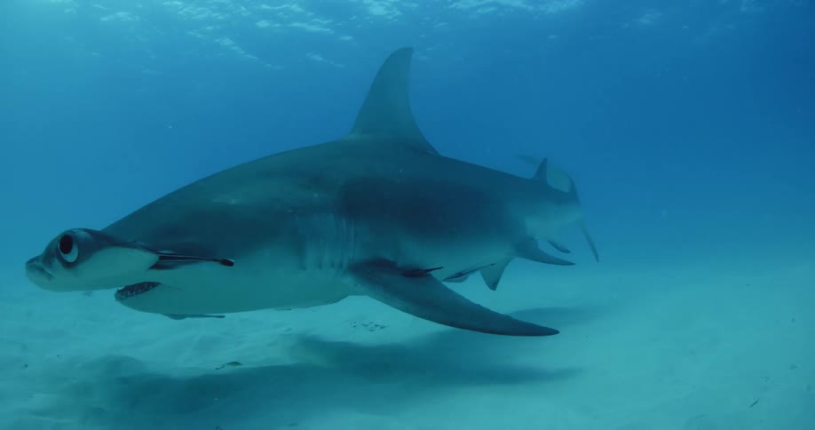 A shark is swimming near the sand on the bottom of the ocean