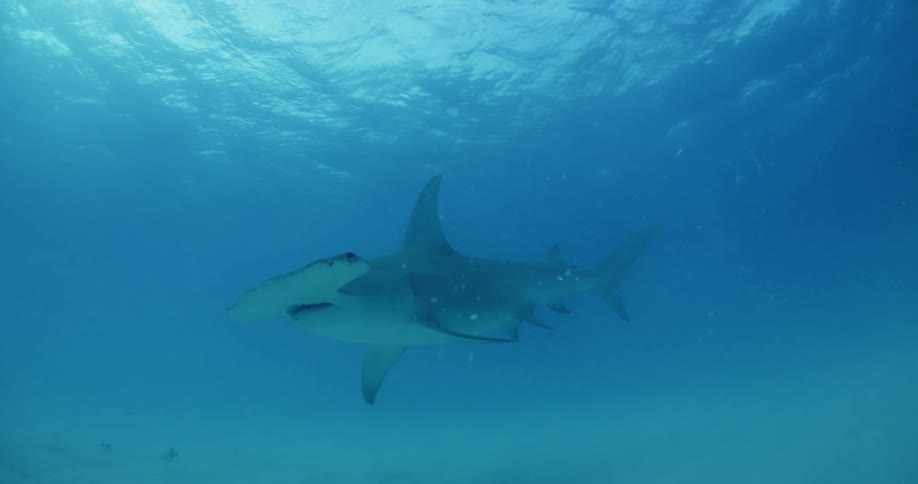 Shark swimming underwater and then turns around