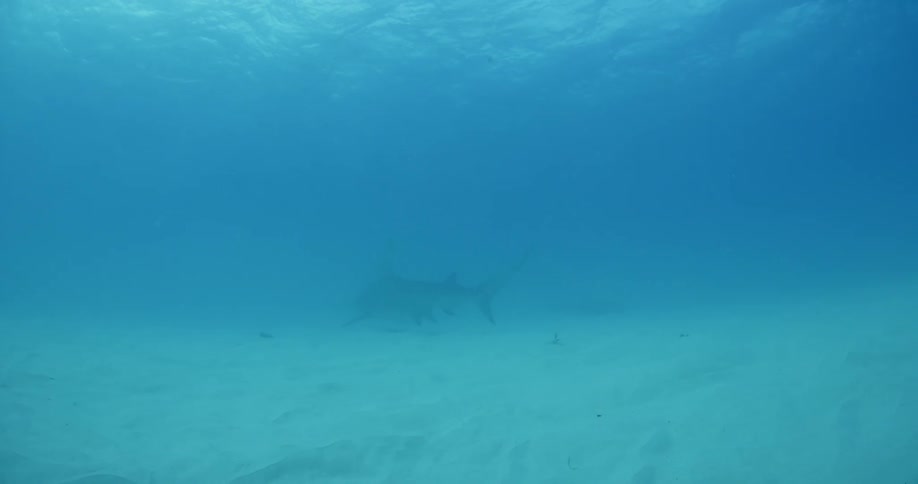 Shark swimming low to the ocean floor